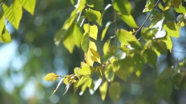 Bir dalda sonbahar yaprakları.