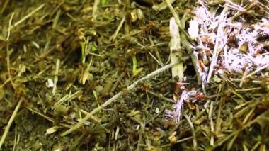 ormanda karınca yuvası.