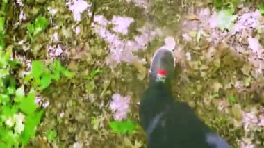 Yolunda ayakları vardır.