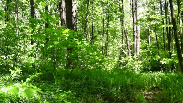 Forêt clairière fleurs bleues . — Video