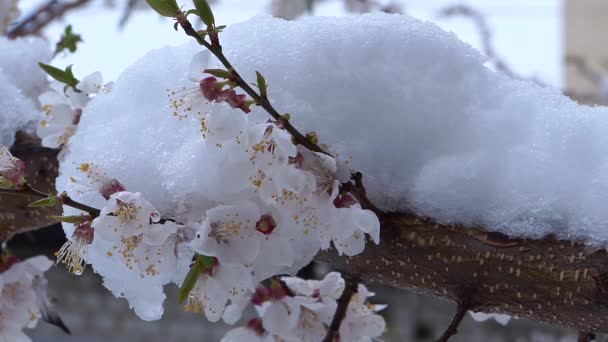 Flores brancas sob a neve . — Vídeo de Stock