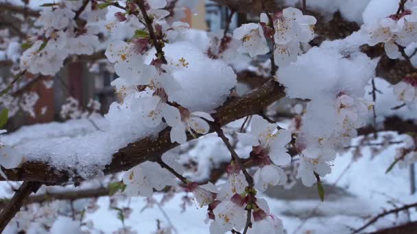 Flores de albaricoque en la nieve . — Vídeo de stock