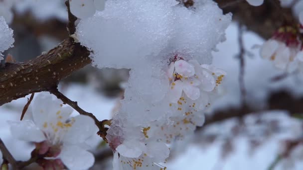 Tak van abrikoos bloemen onder de sneeuw. — Stockvideo