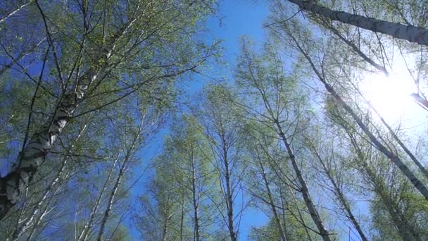 桦木和天空. — 图库视频影像