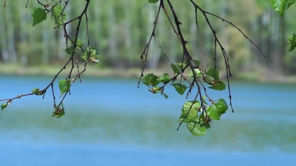 Birkenblätter auf dem Hintergrund des Sees. — Stockvideo