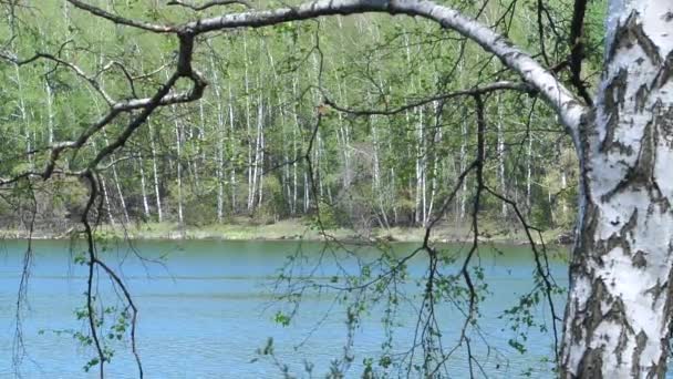 호수 배경 자작나무. — 비디오