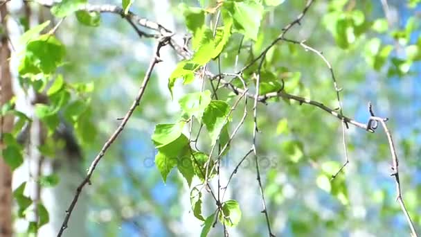 Takjes en blaadjes van de lente van berk. — Stockvideo