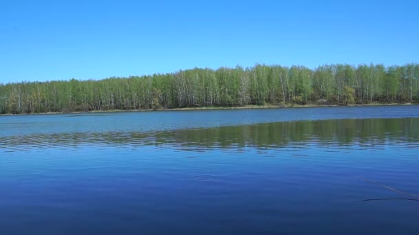 The lake and spring forest. — Stock Video