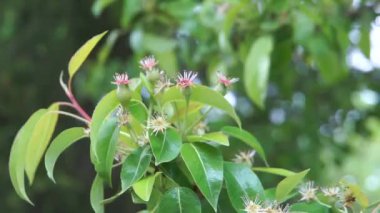 Elma rüzgarda yumurtalık.