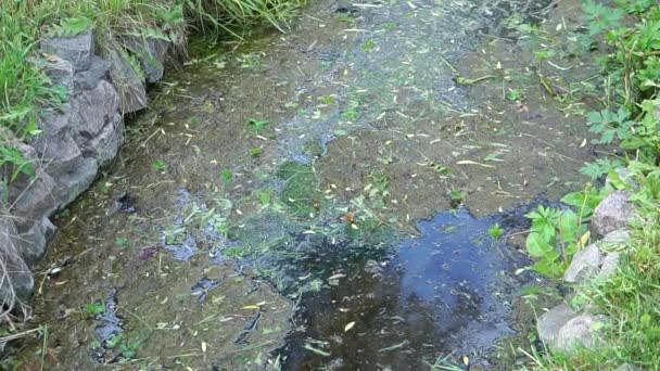 Stream with marsh mud. — Stock Video