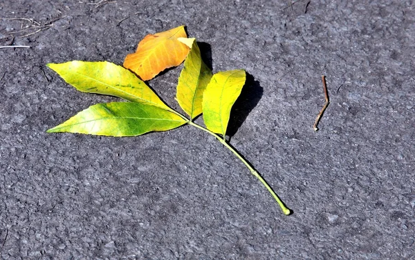 The only bright yellow leaf on the ground — Stock Photo, Image