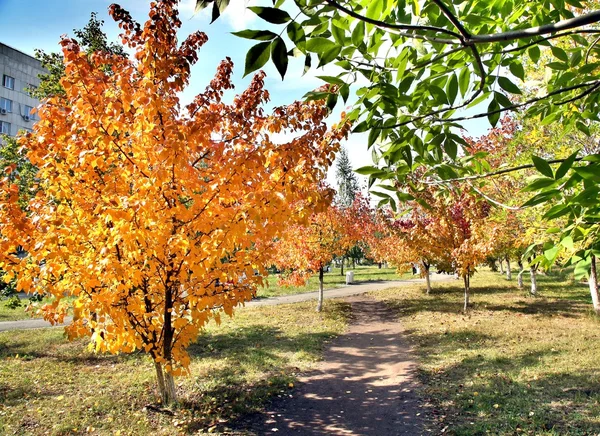 Árvore com folhas douradas no outono e raios solares — Fotografia de Stock
