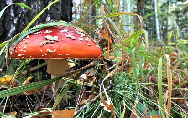 Vackra fläckig röd svamp i en glänta i skogen — Stockfoto