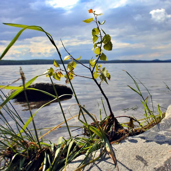 Yaz aylarında bir gölün kıyısında küçük ağaç