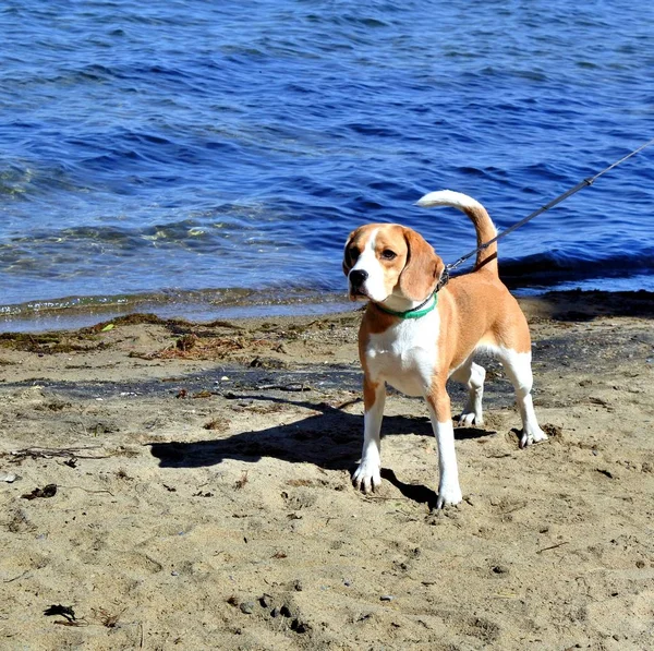 湖上的狗 — 图库照片