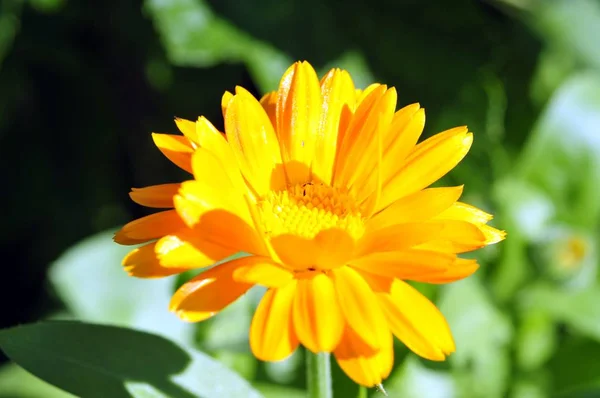 Słoneczny jasny żółty kwiat — Zdjęcie stockowe