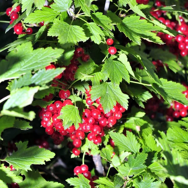 Кустарник из красной смородины, среди листьев которого много смородины — стоковое фото