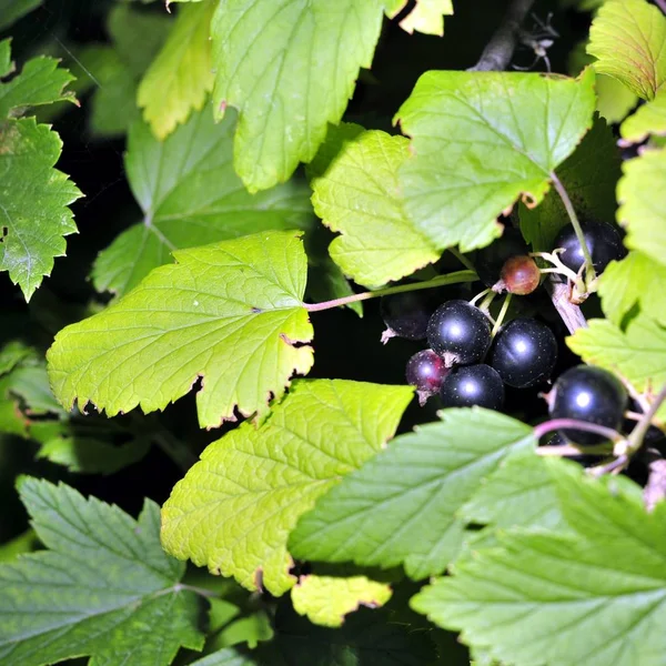 Zwarte bes op een tak in de tuin — Stockfoto