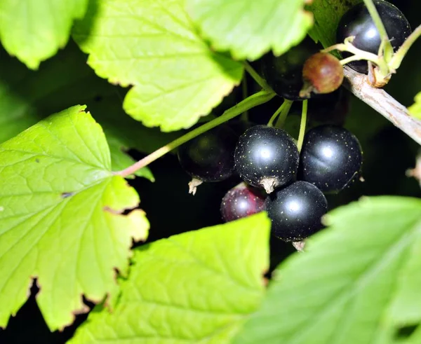 Coacăze negre pe o ramură în grădină — Fotografie, imagine de stoc