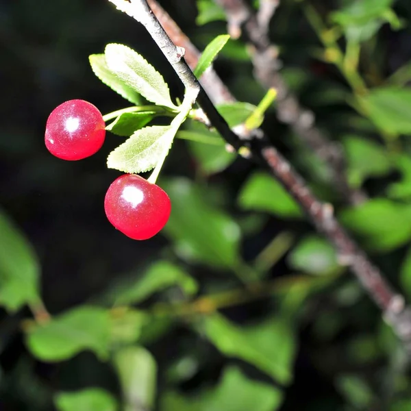 Reife Kirschen auf einem Ast — Stockfoto