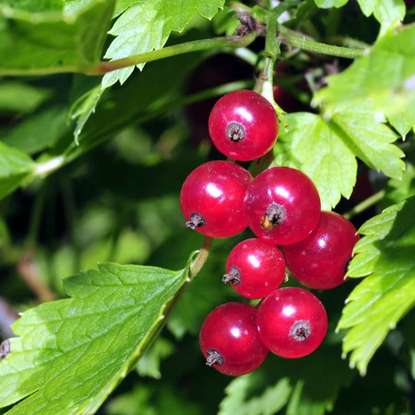 Ljusa bild av röda vinbär bland gröna blad — Stockfoto