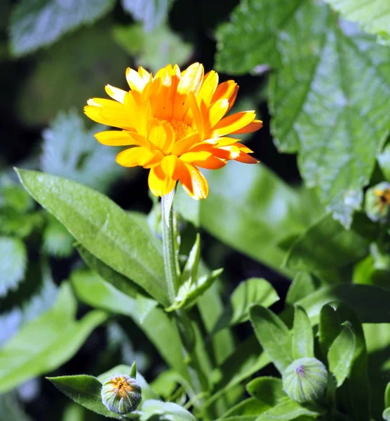 Słoneczny jasny żółty kwiat — Zdjęcie stockowe