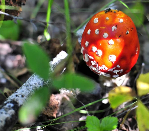 Belo cogumelo vermelho manchado em uma clareira florestal — Fotografia de Stock