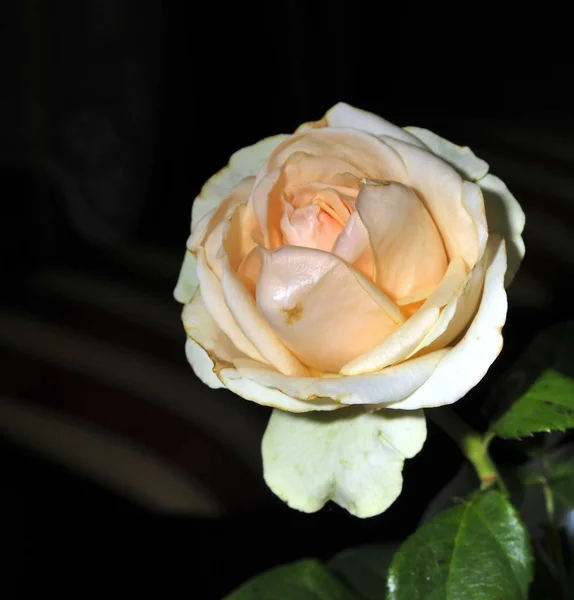 Rose on black background — Stock Photo, Image