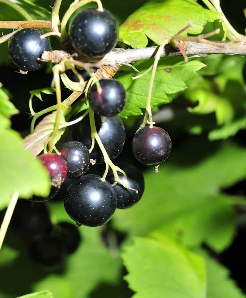 Coacăze negre pe o ramură în grădină — Fotografie, imagine de stoc