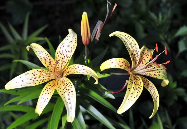 Tuin van de gele tijger lelies — Stockfoto