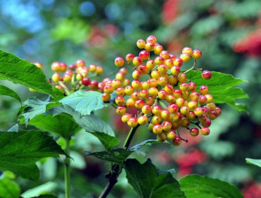 Bush olgunlaşmamış turuncu meyveler