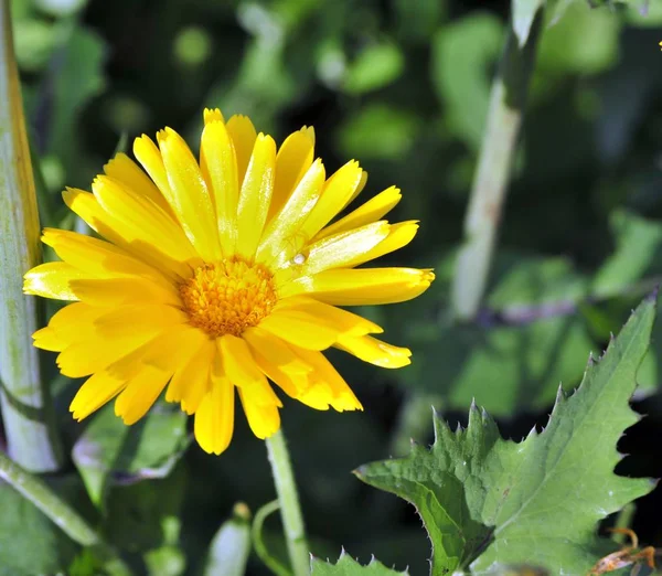 Soliga ljusa gul blomma — Stockfoto
