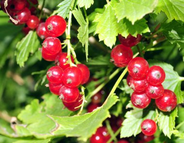 somun bush ile yaprakları arasında birçok asılı üzümü