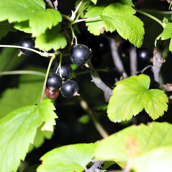 Black currant on a branch in the garden — Stock Photo, Image