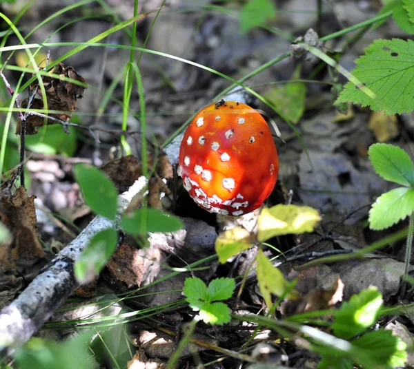Schöner gefleckter roter Pilz auf einer Waldlichtung — Stockfoto