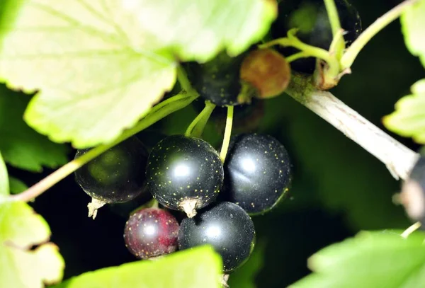 Coacăze negre pe o ramură în grădină — Fotografie, imagine de stoc