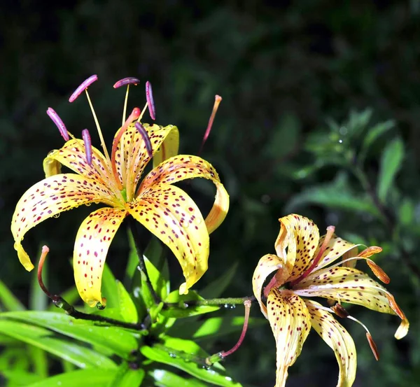 Gele lelies in een druppels water na regen — Stockfoto