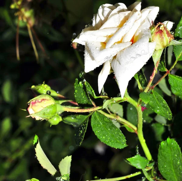 White rose with rain drops on the petals. — Stock Photo, Image