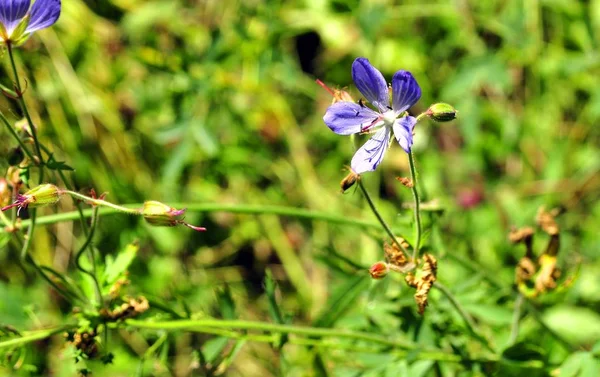 Fiore blu foresta in erba verde — Foto Stock