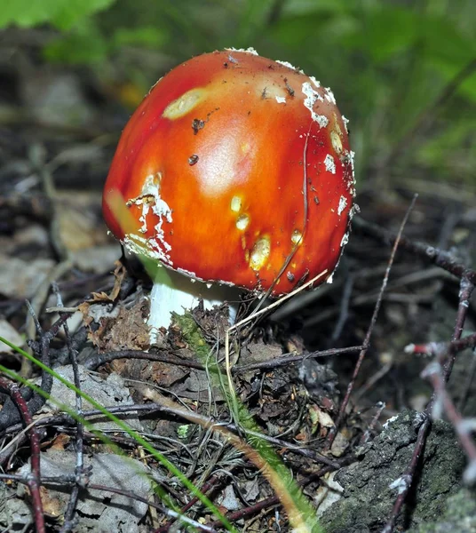 Mooie gevlekte rode paddenstoel in een bos-glade — Stockfoto