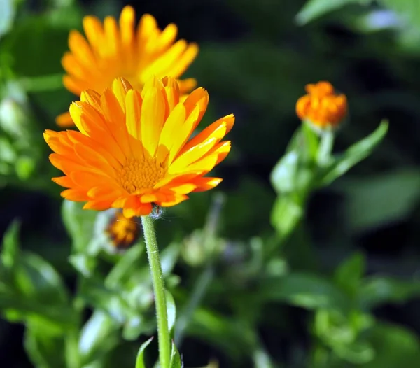 Сонячна яскраво-жовта квітка — стокове фото
