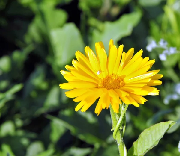 阳光明媚的黄色花朵 — 图库照片