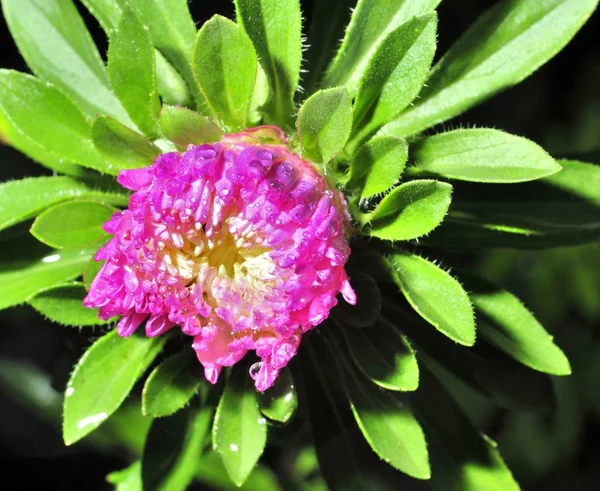 Unblown flower bud az esőcseppek — Stock Fotó