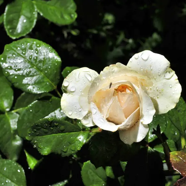 Raindrops on Bud cream roses under the sun — Stock Photo, Image