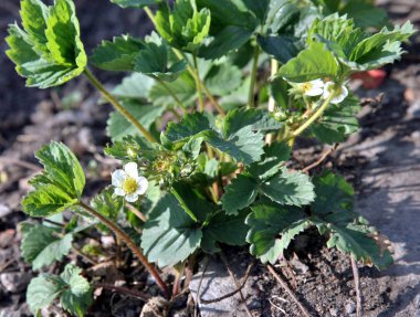 Çilek bloomed çiçek bahar mevsimi