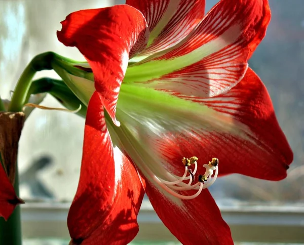 Rode bloem op met Latijnse naam Amaryllis of Hippeastrum — Stockfoto