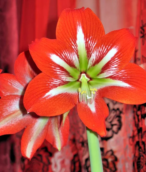 Red flower on with latin name Amaryllis or Hippeastrum — Stock Photo, Image