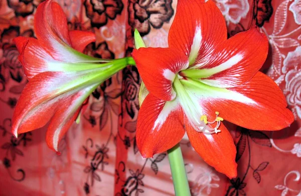 Flor roja con nombre latino Amaryllis o Hippeastrum — Foto de Stock