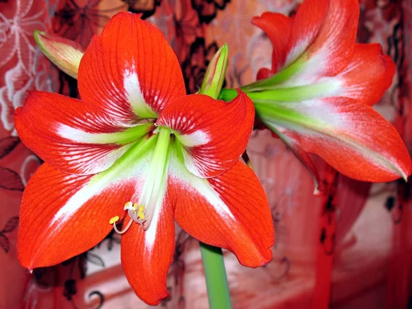 Red flower on with latin name Amaryllis or Hippeastrum — Stock Photo, Image