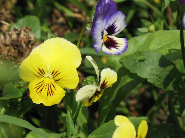 丰富多彩、 充满活力的三色紫罗兰花 — 图库照片